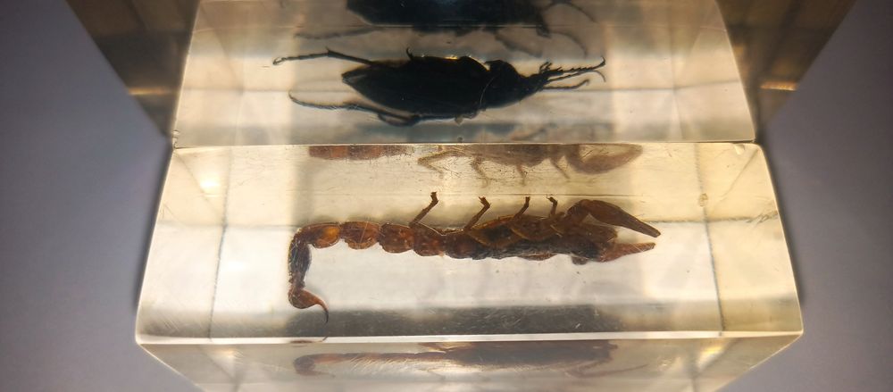 Жуки в стекле новыее