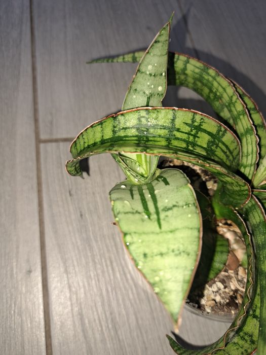 Рідкісні сансевієрії арбойо срібний і Bonsel Angel