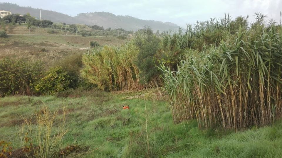 Limpeza de terrenos / lavoura e preparação de terrenos/Abate Árvores