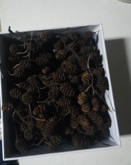 Pinhas de amieiro