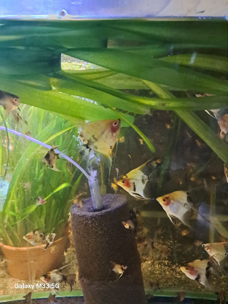 Skalar koi red devil