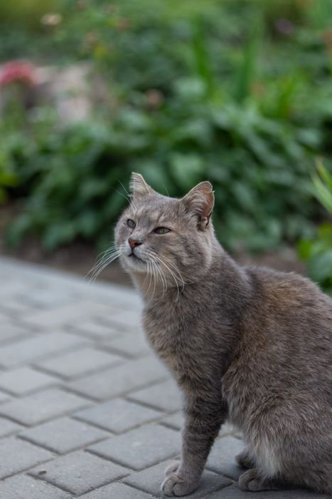 Прилаштовується котик