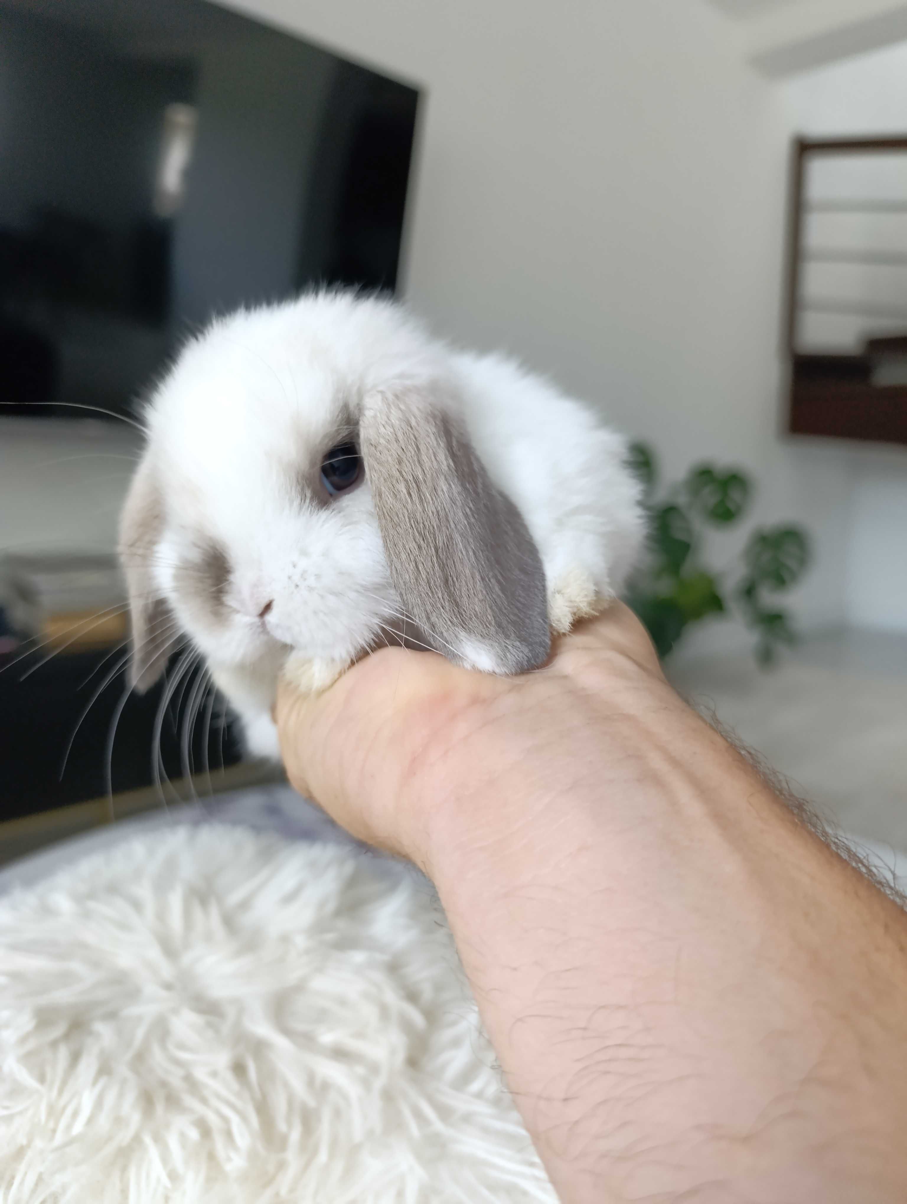 Mini lop karzełek Teddy hodowla zarejestrowana