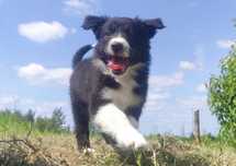 Rasowa suczka border collie z Hodowli, komplet dok.