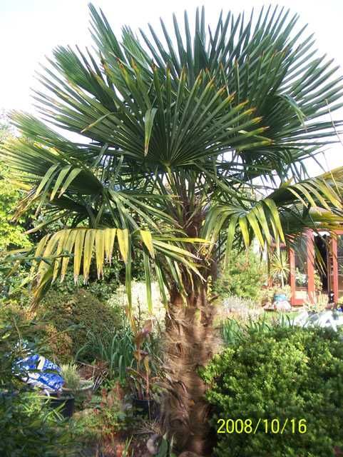 Nasiona Trachycarpus Fortunei Palma