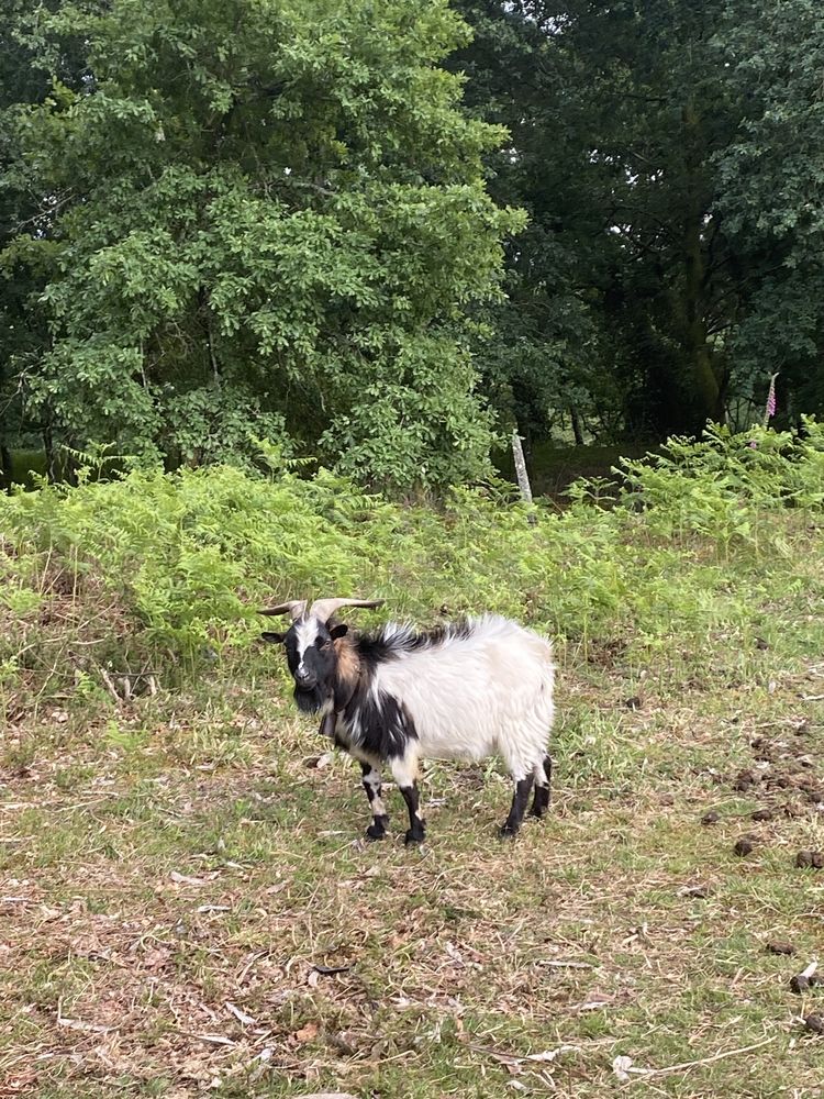 Cabrito anao muito manso