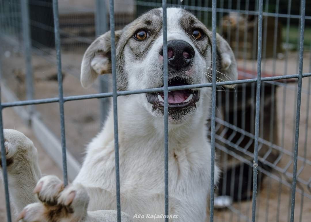 Pozytywny Chaos poleca się do adopcji!