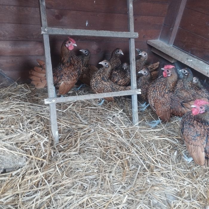 Selebrytki kurki ozdobne