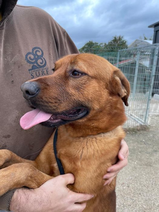 Starks - cão grande para adoção