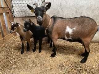 Cabras anãs puras