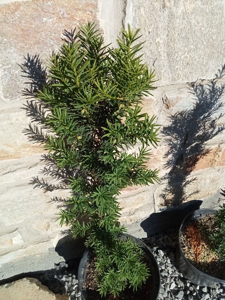 Cis hicksii doniczka 5 l 60-80 cm  700 sztuk