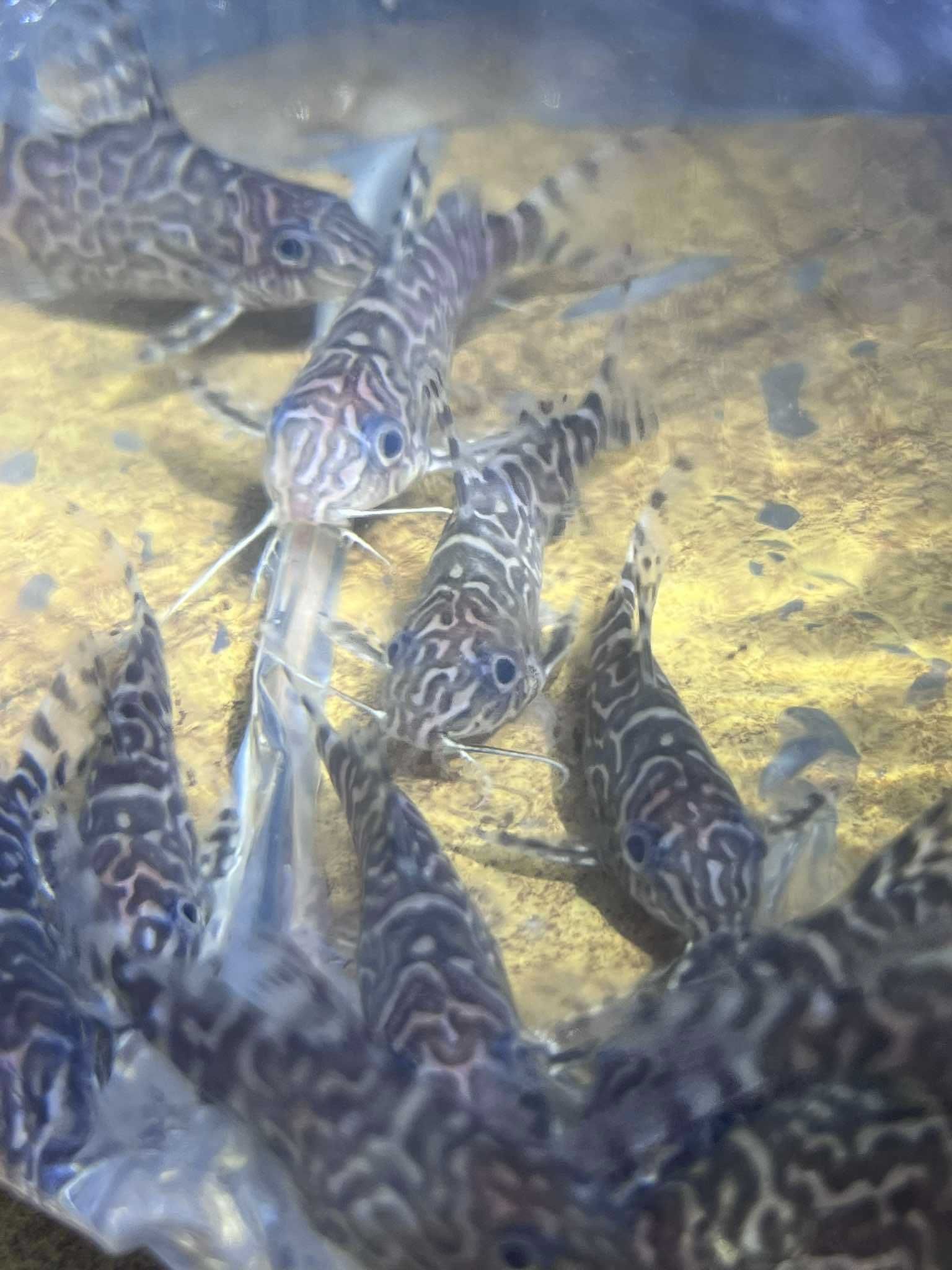 Synodontis sp. - sum akwariowy