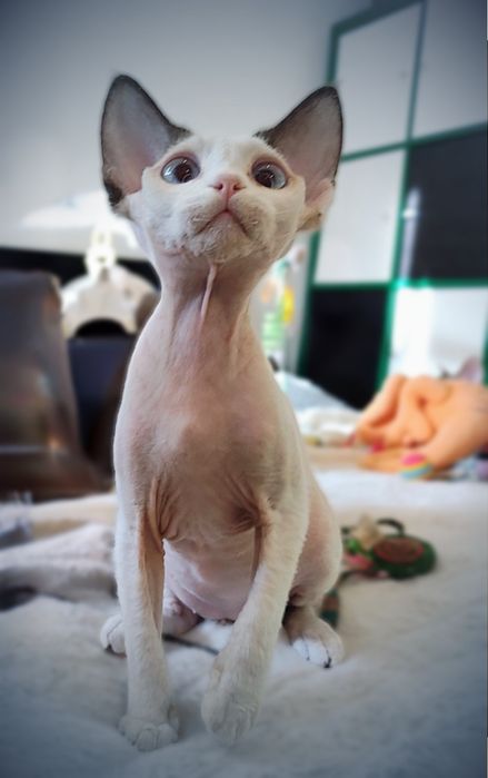 Devon rex Yoki z oczami jak morze