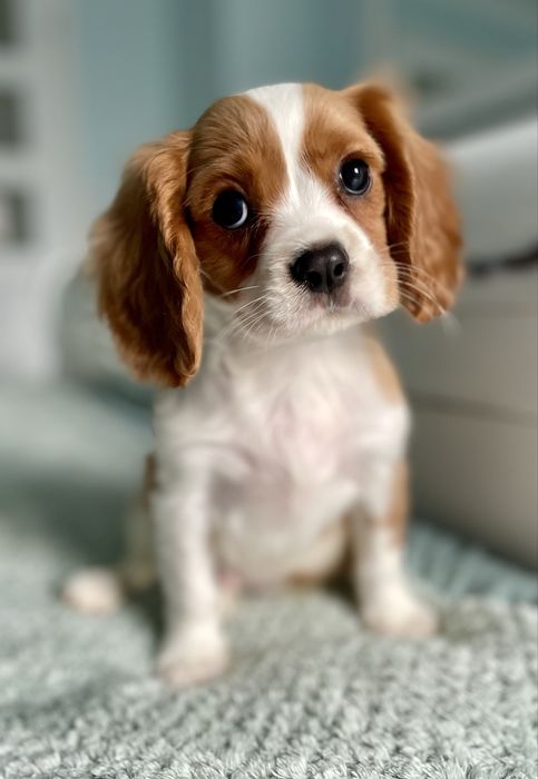 Cavalier king charles spaniel/samiec