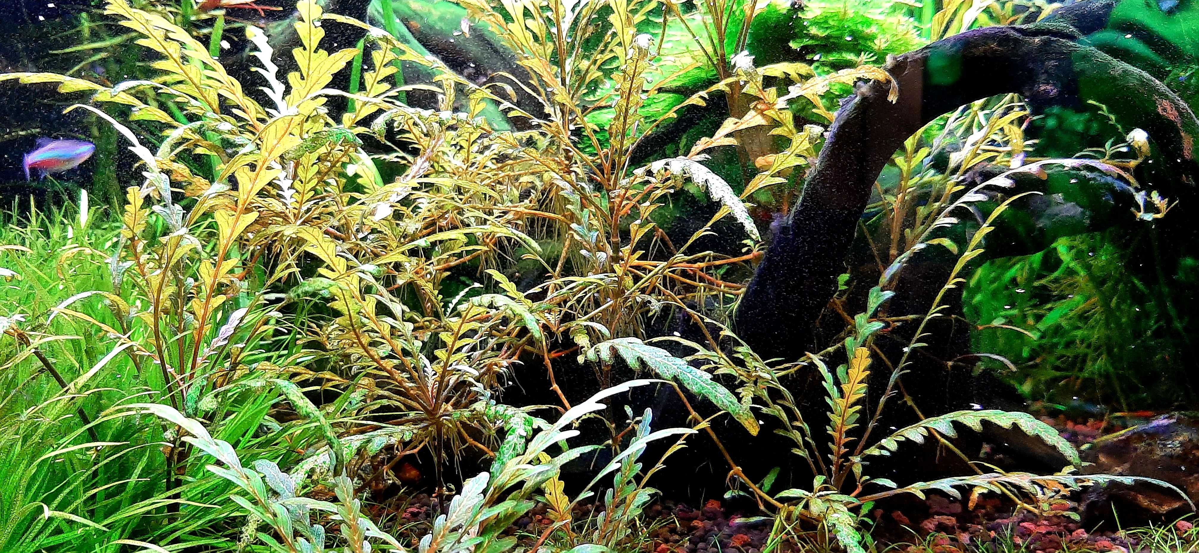 Hygrophila Pinnatifida