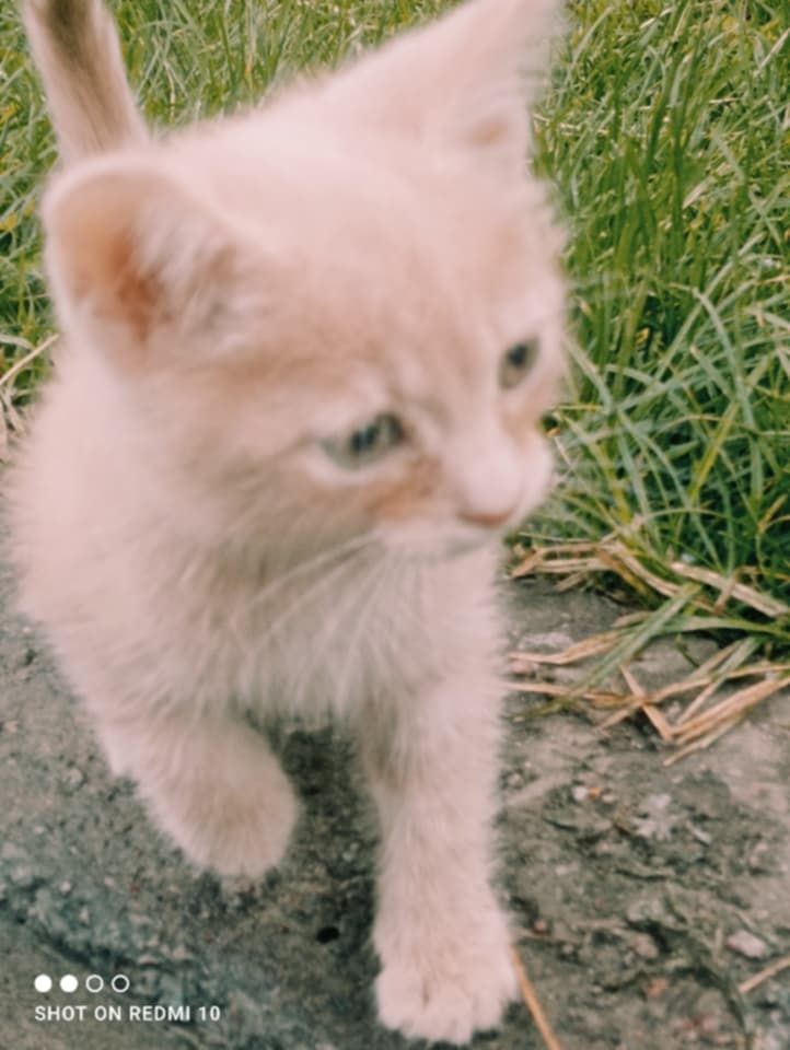 Котик персик в добрі руки