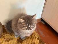 Котшенятко (Отличной окраски)