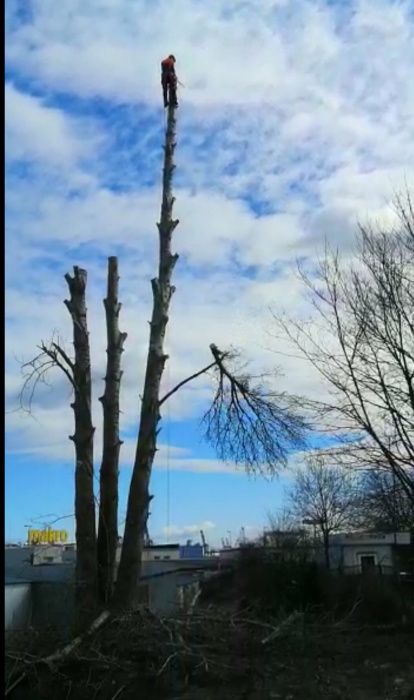 Wycinka przycinanie pielegnacja drzew alpinistycznie Arborysta Utyliza
