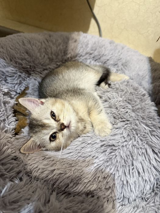 Продам котят скоттиш страйт