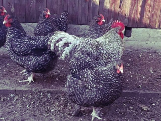 Інкубаційне яйце та курчата.Малин (Мехеленська зозуля):смугастий,білий