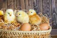 Інкубаційні яйця всіх видів