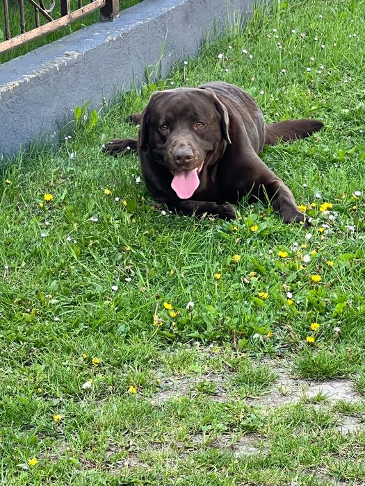 Labrador z rodowodem