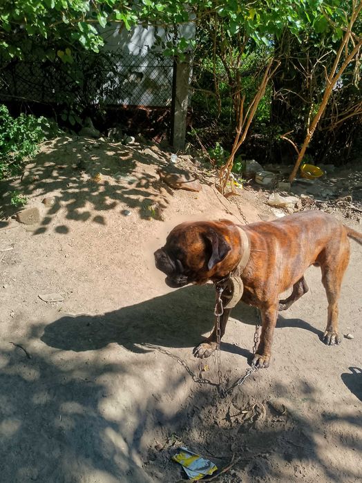 В'язка бульмастів'