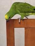 papagaio Amazona ochrocephala
