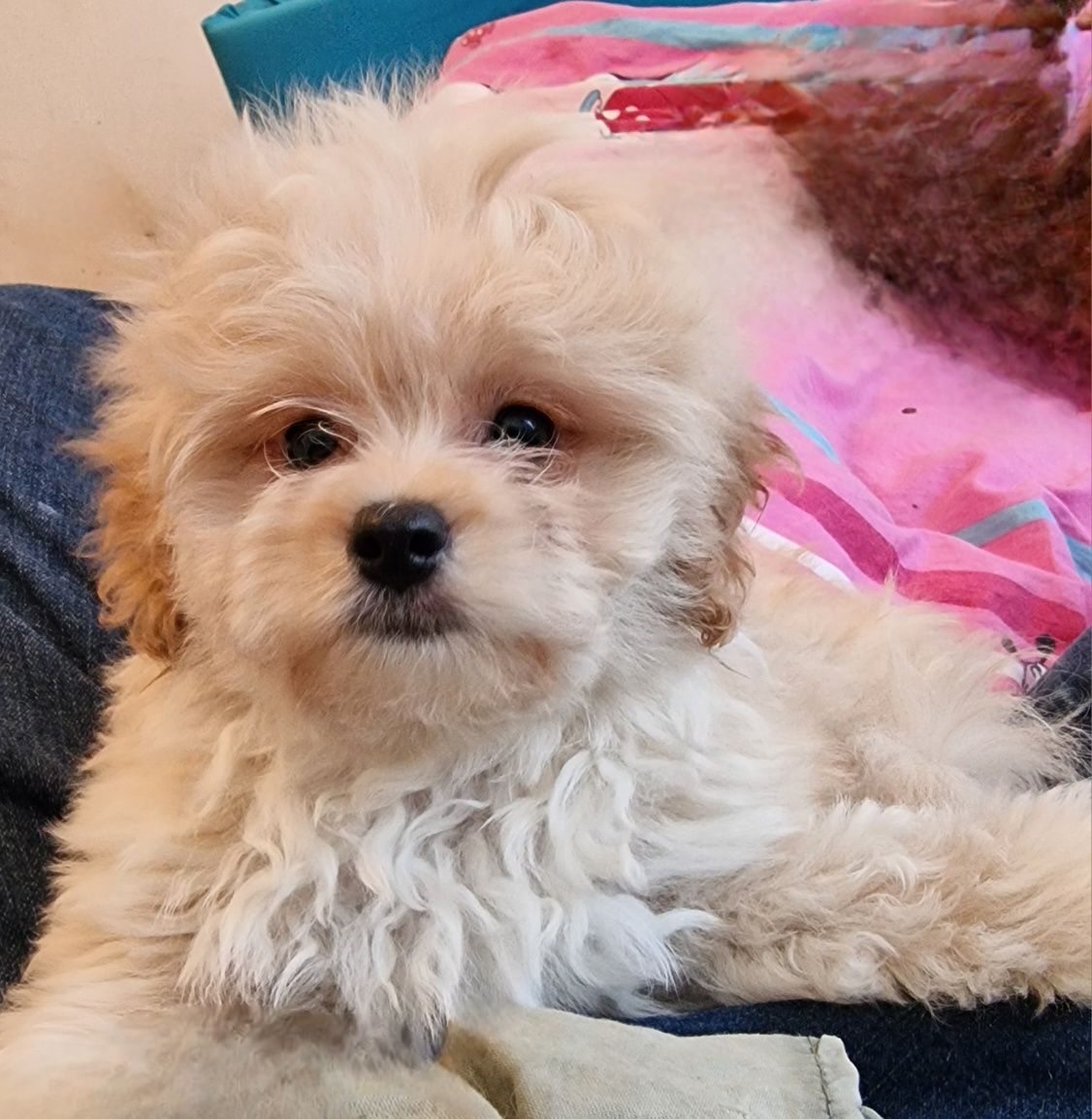 Pomapoo śliczny piesek hybryda pudel-szpic