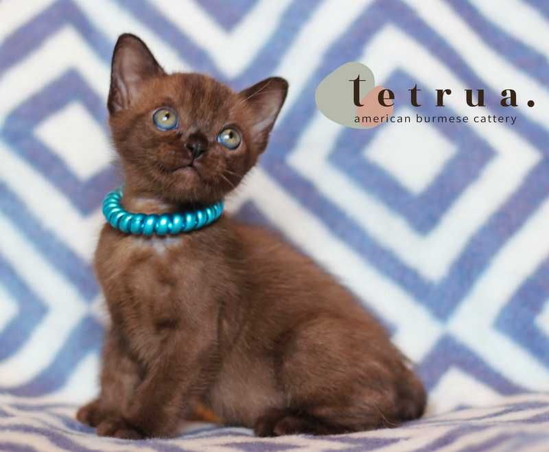 Американская бурма!!!