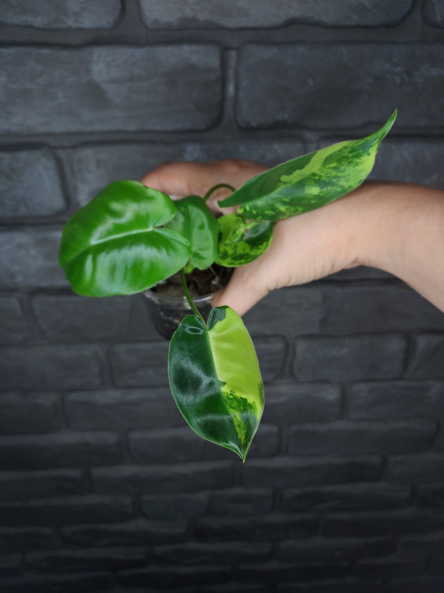 Philodendron Burle Marx Variegata #4