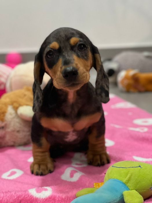 Teckel excelente menina Arlequim