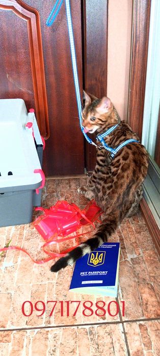 Чистокровні Бенгали шоу класу.