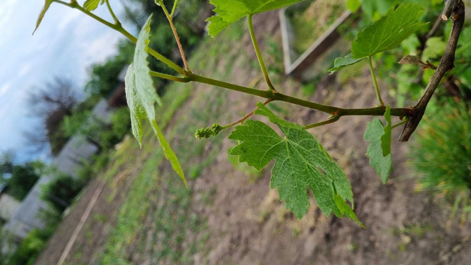 Продам дачу, м. Суми, Блакитні озера