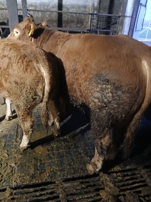 Sprzedam Byka Limuse na rozpłodnika