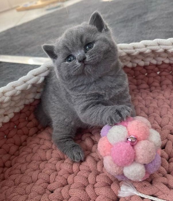 Продам шотландских котят