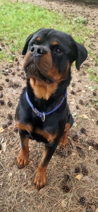 Rottweiler - pies