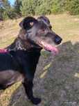 Piesek do adopcji wykastrowany