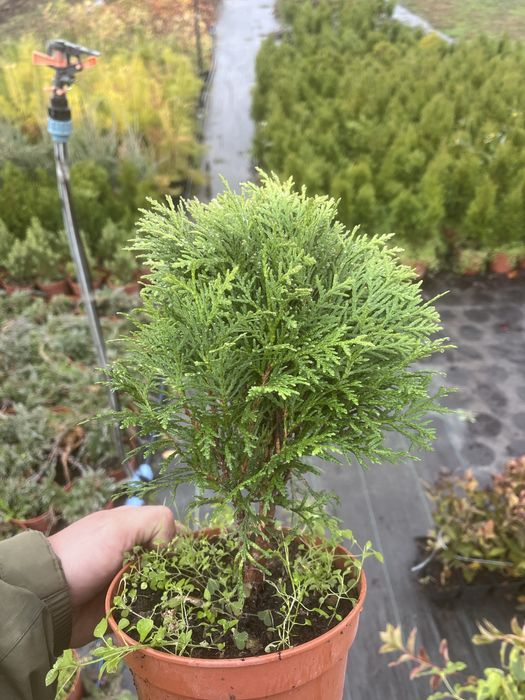 Туя смарагд, даніка, ялина коніка, ялівці, сосна звичайна, ялина