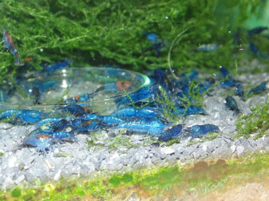 Krewetki Neocaridina Blue