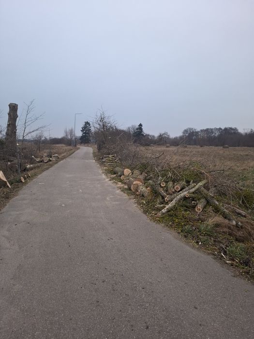 Wycinka i Przycinanie Drzew / Tui z podnośnika koszowego słupsk