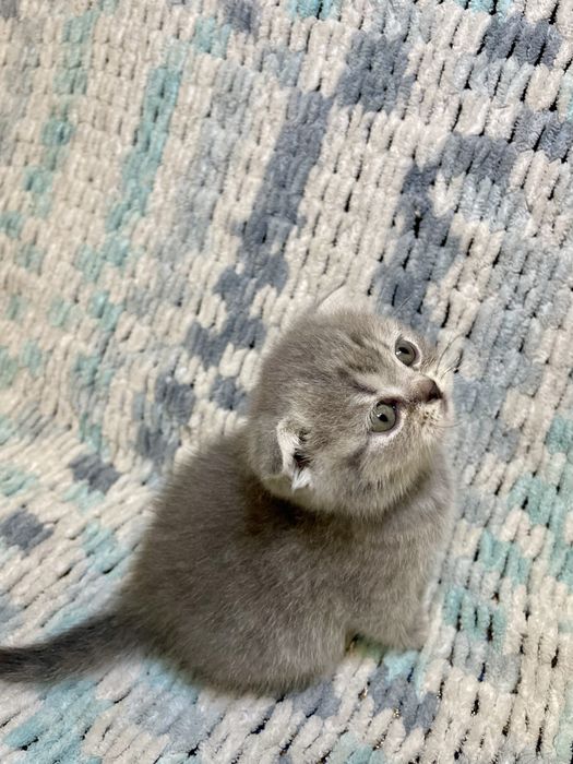 Шотландська висловуха  дівчинка