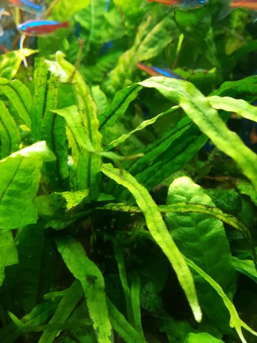 Roślina akwariowa Microsorium Narrow