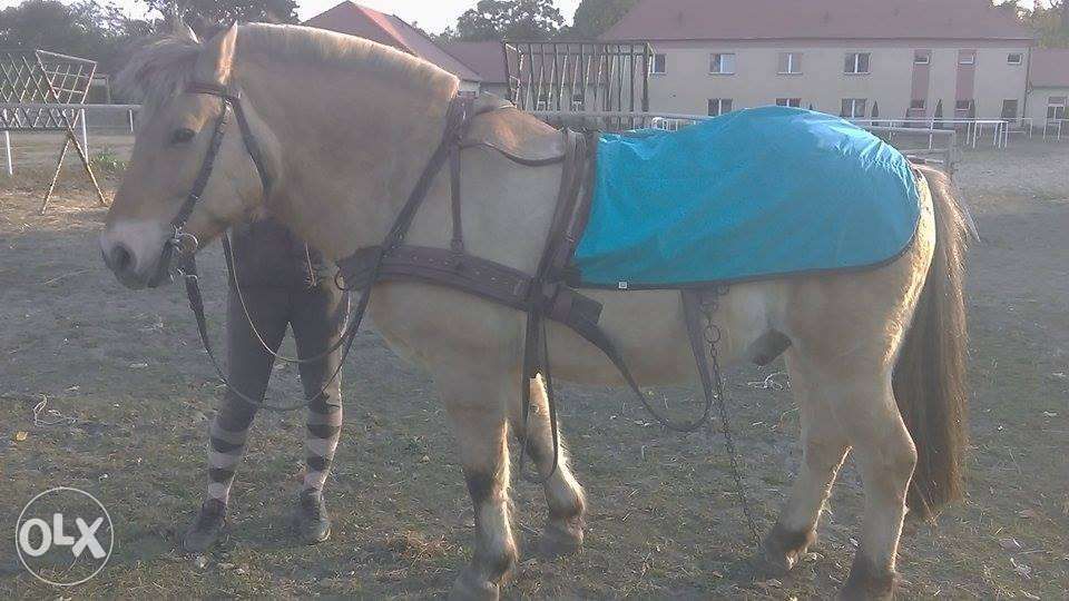 Derki treningowe dla konia