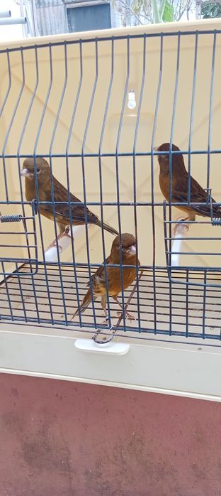 Canários machos e fêmeas 2025 várias raças