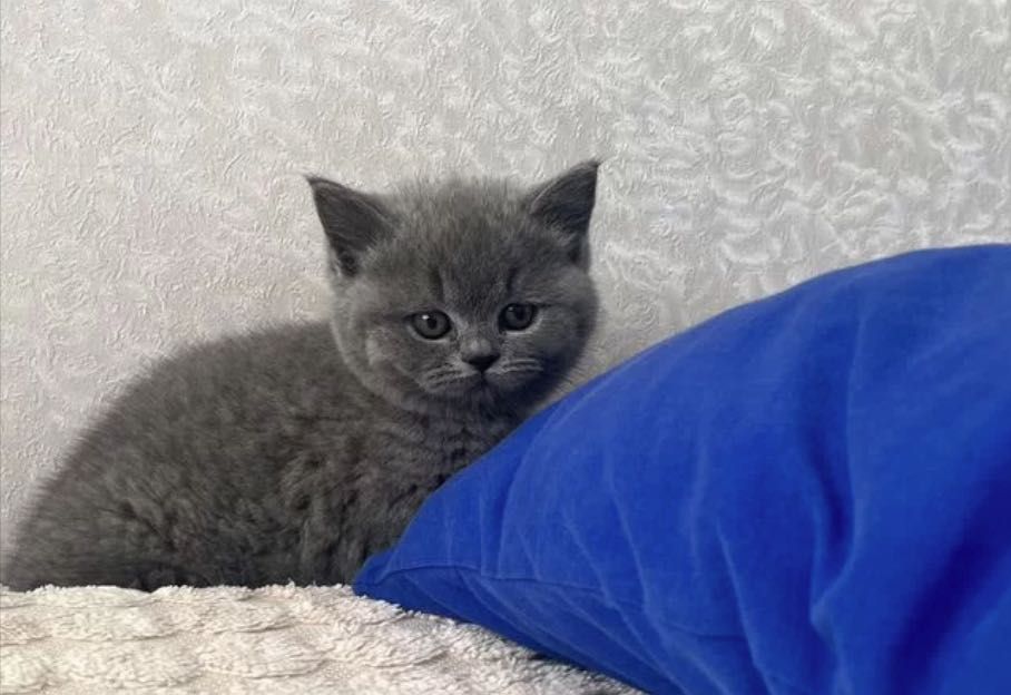 Контактные британские малыши!