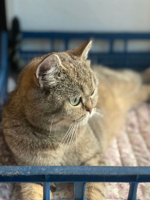 Молода кішка шукає дім