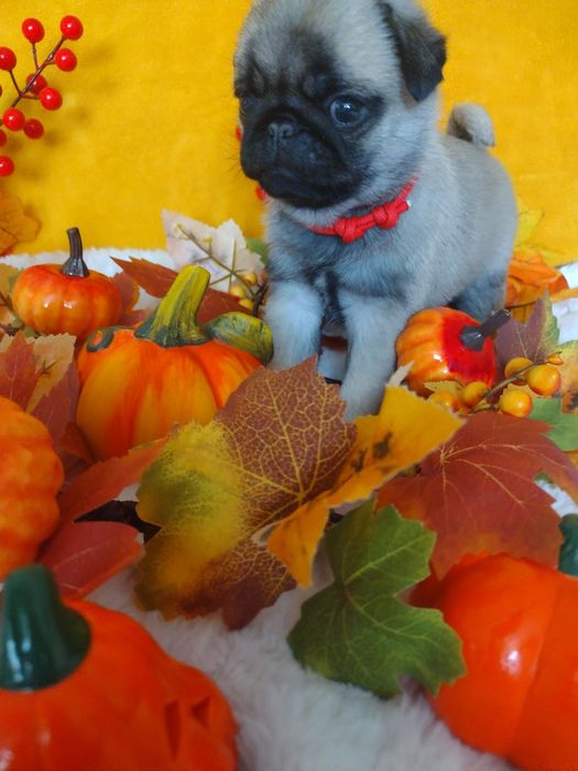 Szczenię chłopczyk Mops  FCI ZkwP