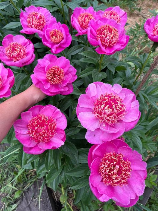 Пионы півонія Сара Бернард саженцы пионы піони саджанці сортові