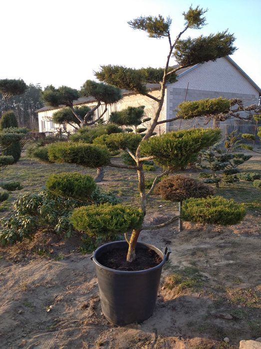 Bonsai Niwaki Jałowiec Formowany